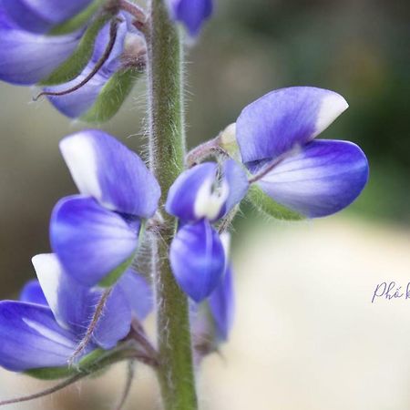 Appartamento Pho Khong Nang Da Lat Esterno foto