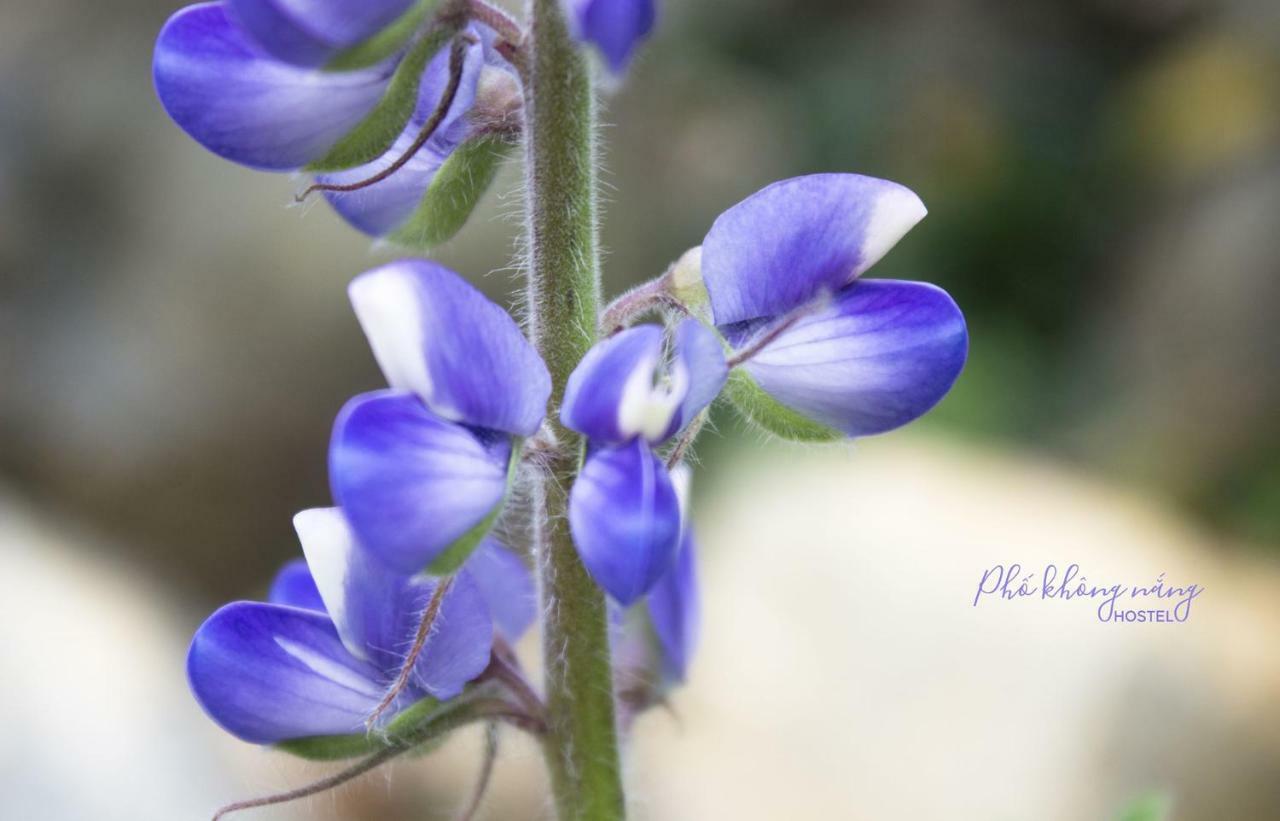 Appartamento Pho Khong Nang Da Lat Esterno foto